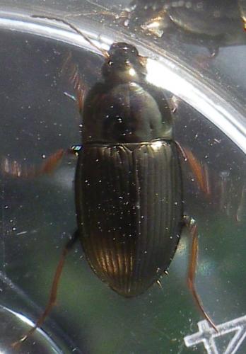 Amara sp.